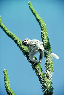 Verreauxs: Verreaux's sifaka - and baby