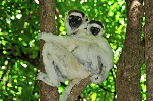 Verreauxs: Verreaux's Sifaka with an infant