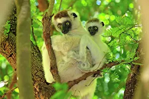 Verreauxs: Verreaux's Sifaka with an infant