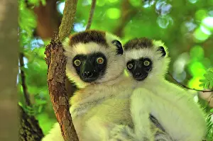 Verreauxs: Verreaux's Sifaka with an infant