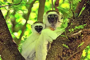 Verreauxs: Verreaux's Sifaka with an infant