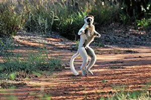 Verreauxs: Verreaux's Sifaka - jumping