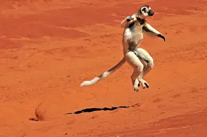 Verreauxs: Verreaux's Sifaka - jumping