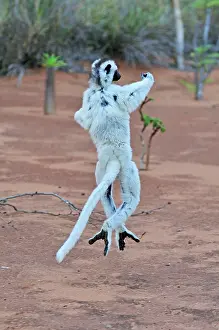 Verreauxs: Verreaux's Sifaka - jumping