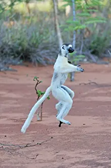 Verreauxs: Verreaux's Sifaka - jumping