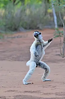 Verreauxs: Verreaux's Sifaka - jumping