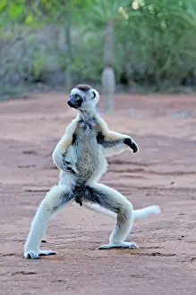 Verreauxs: Verreaux's Sifaka - jumping