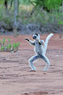 Verreauxs: Verreaux's Sifaka - jumping