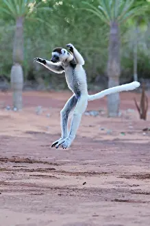Verreauxs: Verreaux's Sifaka - jumping