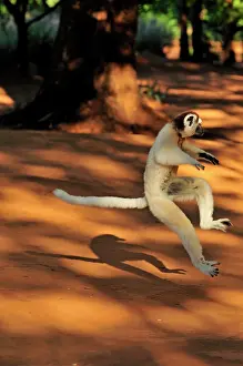 Verreauxs: Verreaux's Sifaka - jumping