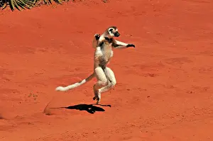 Verreauxs: Verreaux's Sifaka - jumping