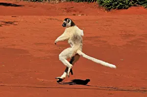 Verreauxs: Verreaux's Sifaka - jumping