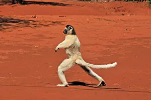Verreauxs: Verreaux's Sifaka - jumping