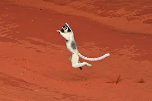 Verreauxs: Verreaux's Sifaka - jumping
