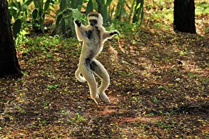 Verreauxs: Verreaux's Sifaka - jumping