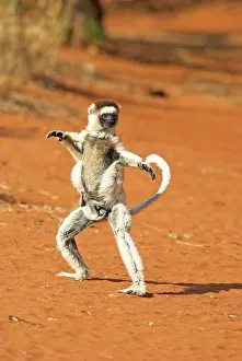 Karate: Verreaux's Sifaka. In karate pose, with young