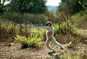 Verreauxs: Verreaux's Sifaka - leaping