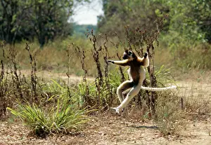 Verreauxs: VERREAUX'S SIFAKA - LEAPING