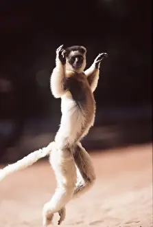 Dancing: VERREAUX'S SIFAKA - leaping, standing up
