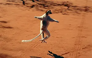 Leaps: VERREAUX'S SIFAKA - leaps