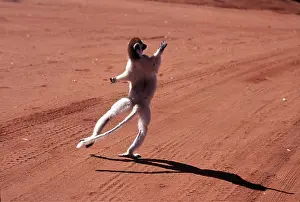 Rungnapa Sasitorn: VERREAUX'S SIFAKA - leaps off sand