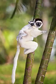 Piggyback: Verreaux's sifaka (Propithecus verreauxi), with