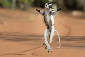Private: Verreaux's sifaka (Propithecus verreauxi) with