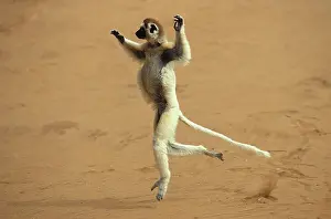 Propithecus: Verreaux's Sifaka (propithecus verreauxi), Adult