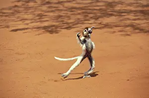 Propithecus: VERREAUX'S SIFAKA (propithecus verreauxi), ADULT