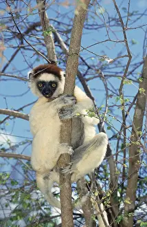 Propithecus: VERREAUX'S SIFAKA (propithecus verreauxi), ADULT