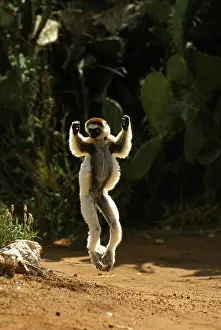 Propithecus: Verreaux's Sifaka (propithecus verreauxi), Adult