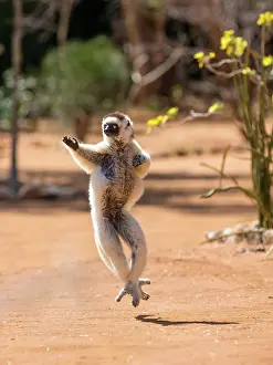 Dance: Verreaux's sifaka (Propithecus verreauxi), dancing