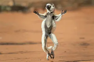 Dance: Verreaux's sifaka (Propithecus verreauxi), dancing