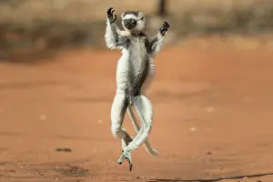 Private: Verreaux's sifaka (Propithecus verreauxi), dancing