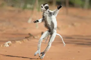 Private: Verreaux's sifaka (Propithecus verreauxi), dancing