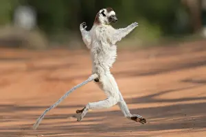 Private: Verreaux's sifaka (Propithecus verreauxi), dancing
