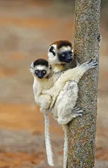Piggyback: VERREAUX'S SIFAKA (propithecus verreauxi), FEMALE