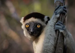 Propithecus: Verreaux's sifaka (Propithecus verreauxi), Kirindy