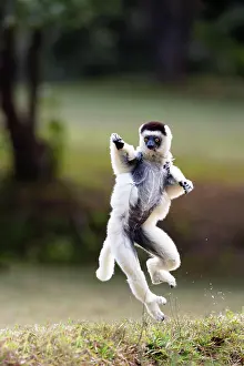Dance: Verreaux's sifaka (Propithecus verreauxi), mother