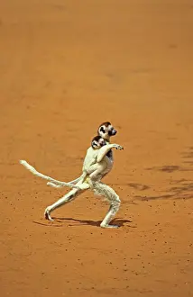 Piggyback: Verreaux's Sifaka (propithecus verreauxi), Mother