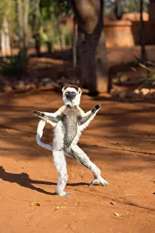 Dance: Verreaux's sifaka (Propithecus verreauxi), tant