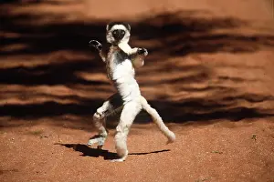 Dancing: VERREAUX'S SIFAKA - standing up