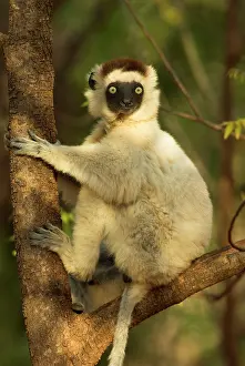 Startled: Verreaux's Sifaka. In tree