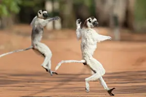 Private: Two Verreaux's sifakas (Propithecus verreauxi)
