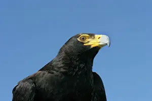 Verreauxs: VerreauxsI / Black Eagle