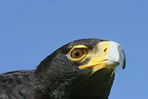 Verreauxs: VerreauxsI / Black Eagle - close-up of head and beak