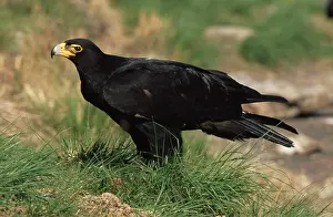 Verreauxs: VerreauxsI / Black EAGLE - side view