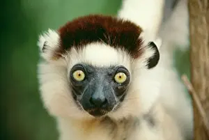 Sifakas: VerreuaxIs SIFAKA - facing camera