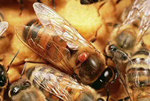 Ailsa Hopkin: Verroa (Varroa) Mite