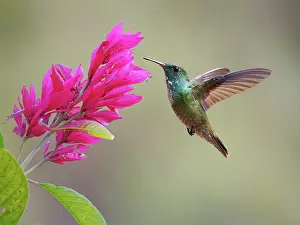 Emerald: Versicoloured Emerald at flower Chrysuronia versicolor
